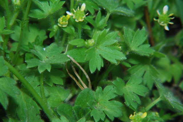 Ranunculus parviflorus / Ranuncolo pargoletto